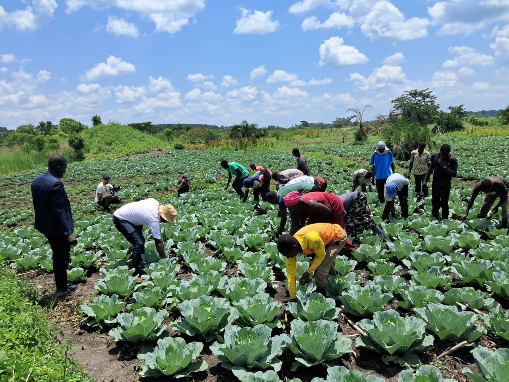 Cabbage Farming
